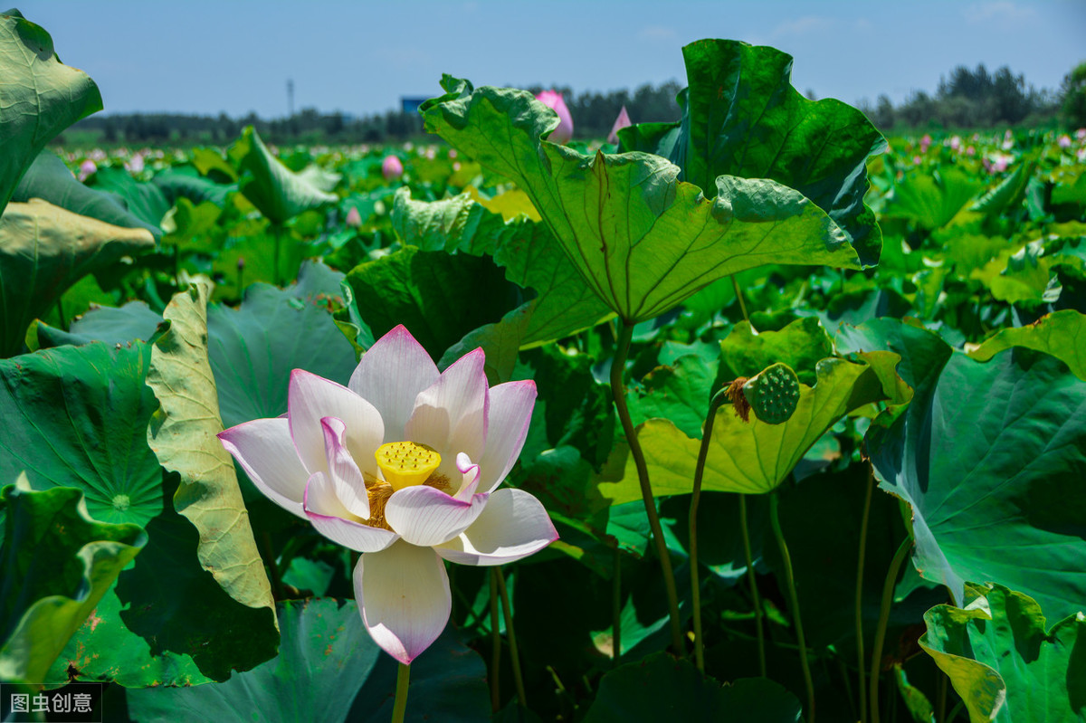 次北固山下原文及翻译（次北固山下的逐句赏析）