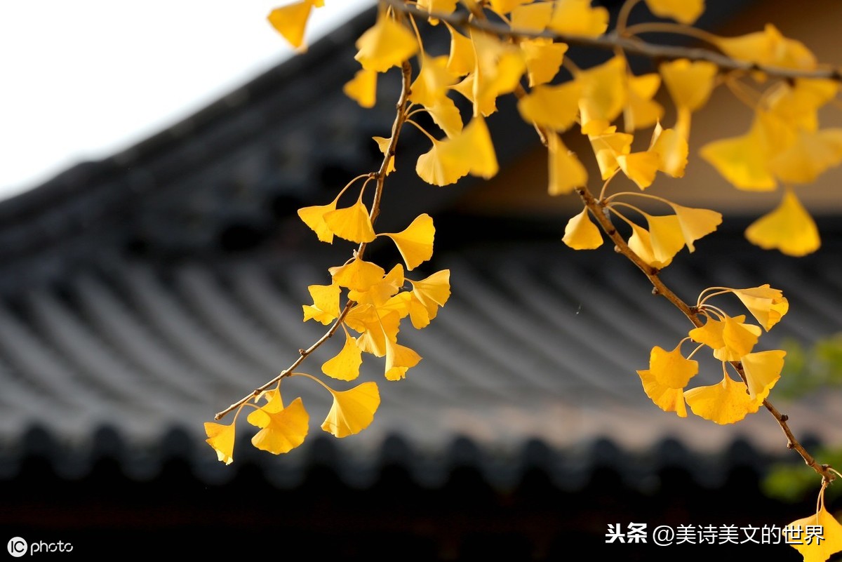 秋词刘禹锡创作背景(刘禹锡秋词赏析)