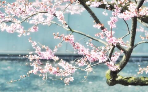 古诗词中的色彩美赏析（描写丰富色彩的古诗）