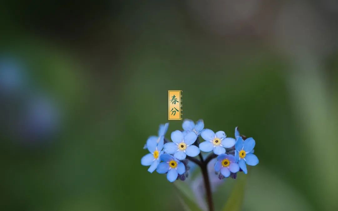 春分古诗词十二首赏析（关于春分的经典古诗）