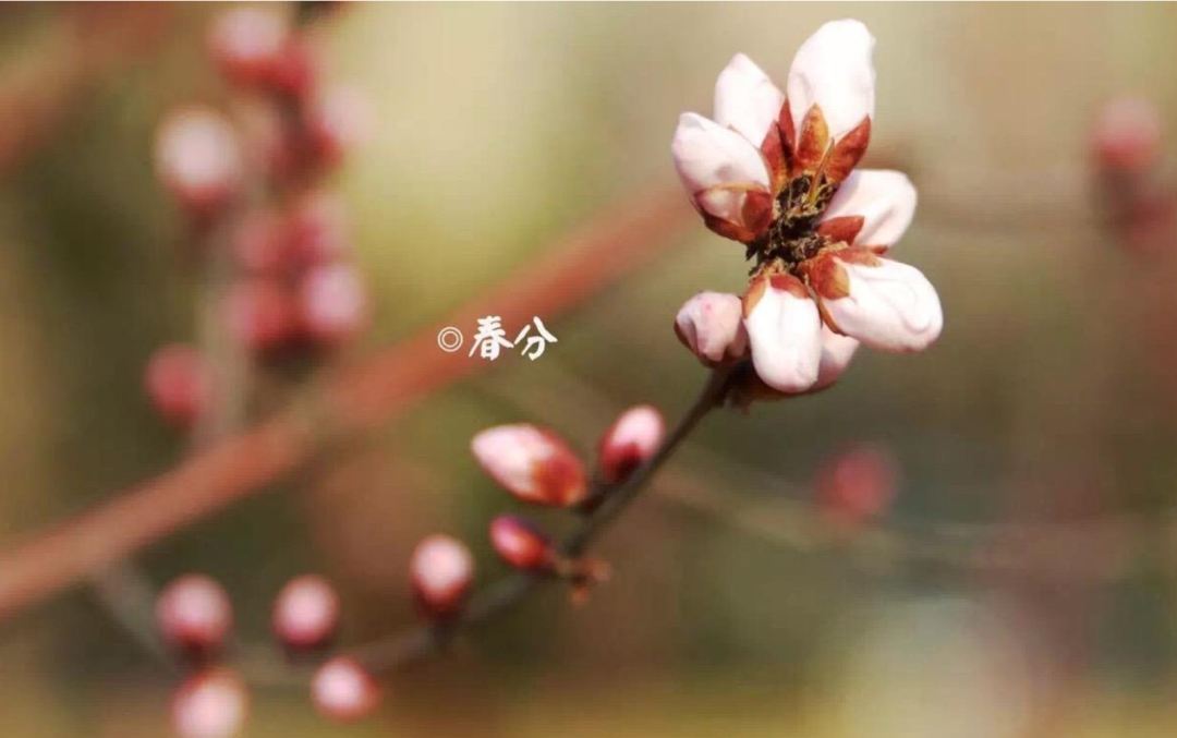 春分古诗词十二首赏析（关于春分的经典古诗）
