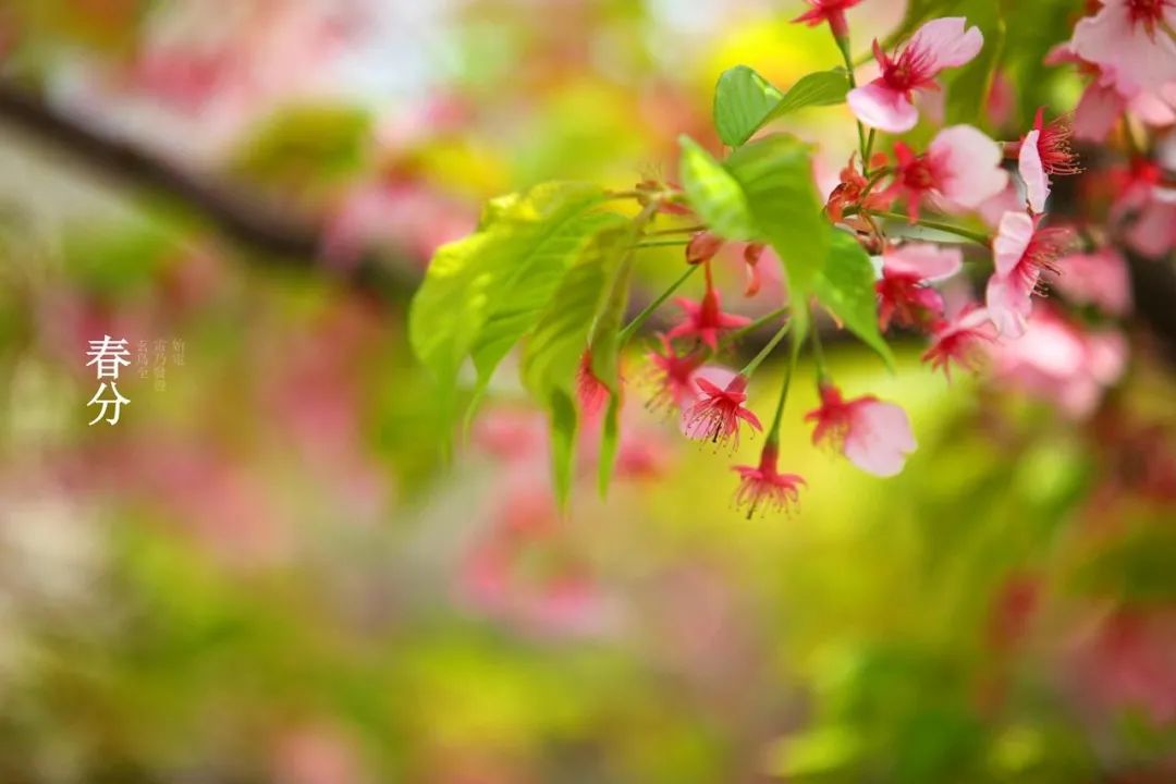春分古诗词十二首赏析（关于春分的经典古诗）