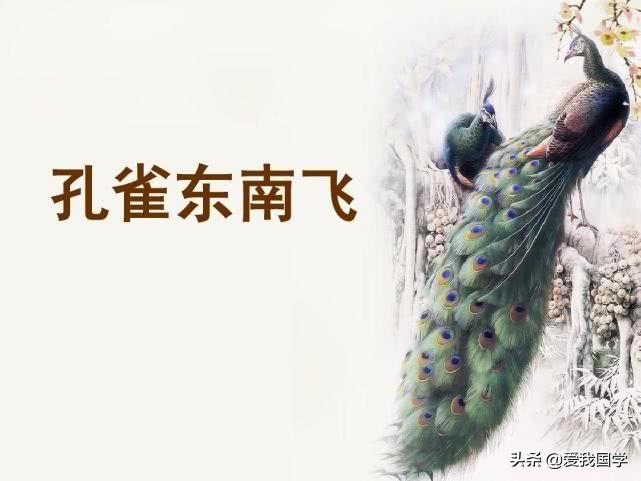 孔雀东南飞诗词原文（孔雀东南飞最有名的一句）