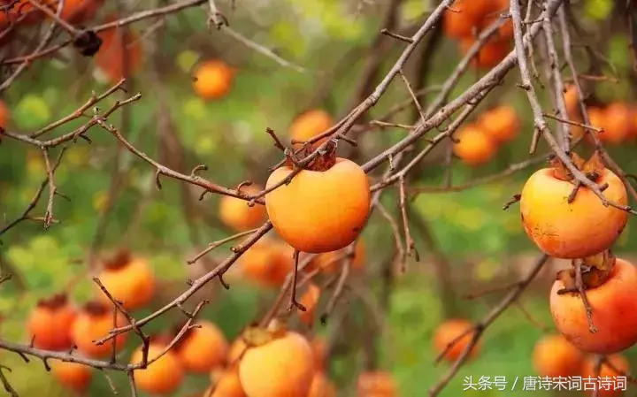 霜降的诗句有哪些（关于霜降的诗句古诗大全）