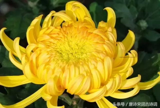 霜降的诗句有哪些（关于霜降的诗句古诗大全）