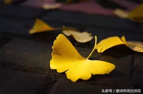 霜降的诗句有哪些（关于霜降的诗句古诗大全）