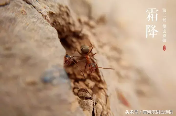 霜降的诗句有哪些（关于霜降的诗句古诗大全）