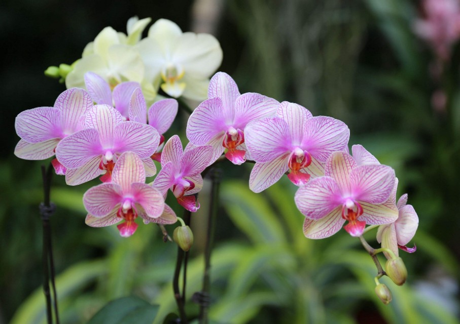写兰花的诗句有哪些（兰花诗词集锦大全）