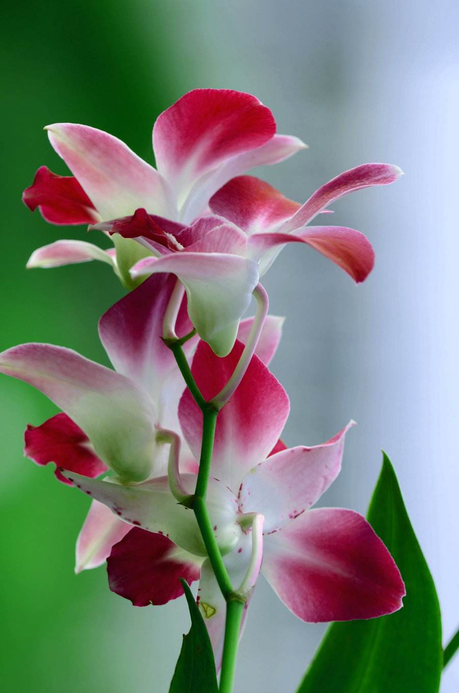 写兰花的诗句有哪些（兰花诗词集锦大全）