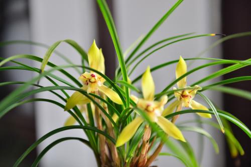 写兰花的诗句有哪些（兰花诗词集锦大全）