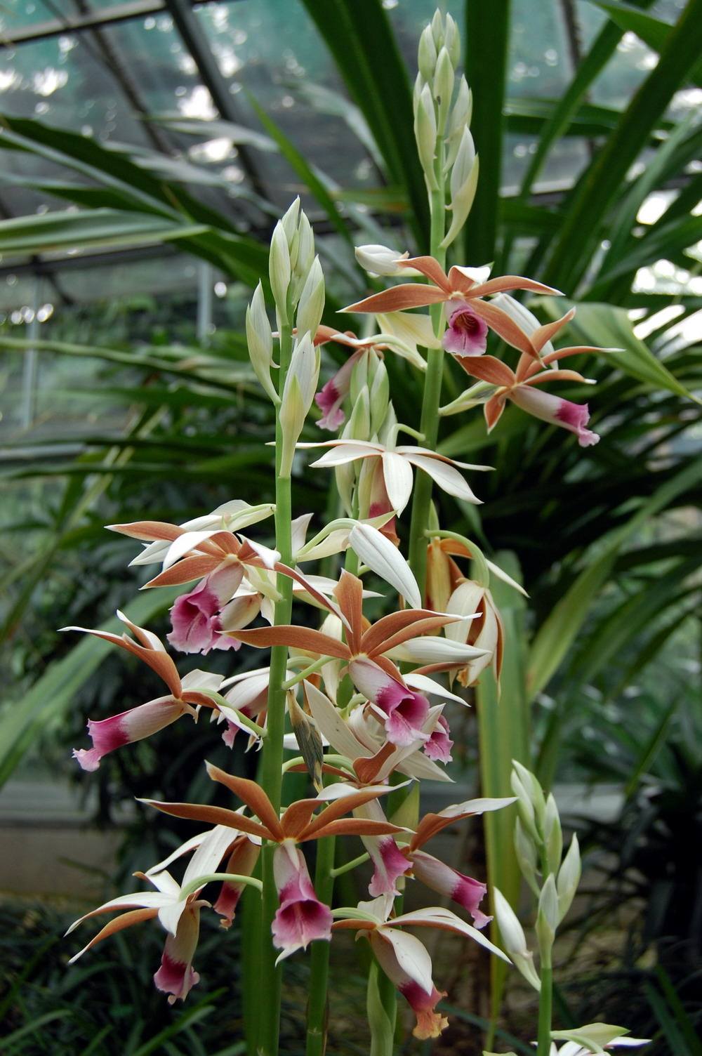 写兰花的诗句有哪些（兰花诗词集锦大全）