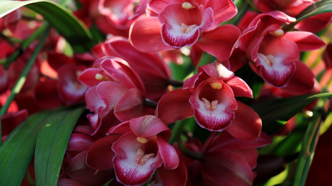 写兰花的诗句有哪些（兰花诗词集锦大全）