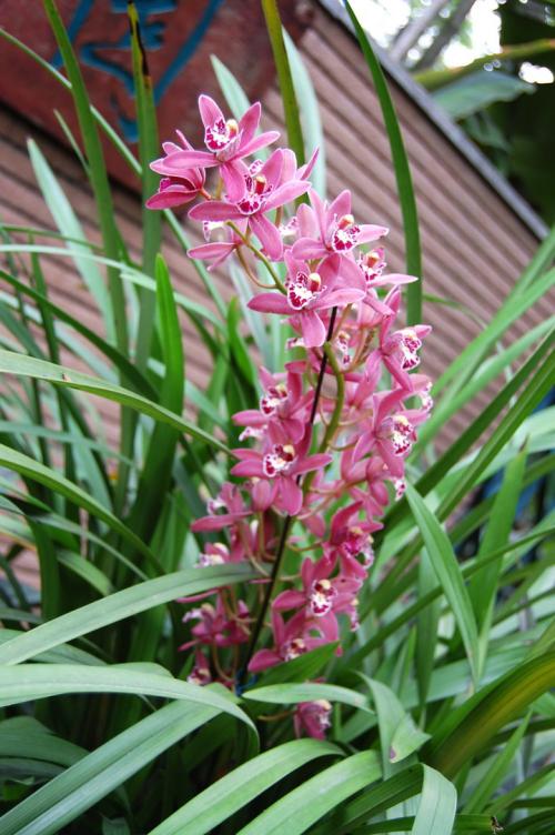 写兰花的诗句有哪些（兰花诗词集锦大全）