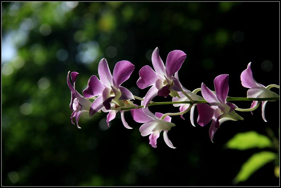 写兰花的诗句有哪些（兰花诗词集锦大全）