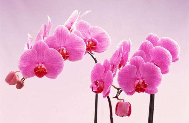 写兰花的诗句有哪些（兰花诗词集锦大全）