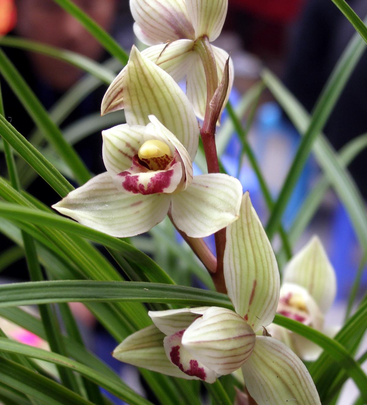 写兰花的诗句有哪些（兰花诗词集锦大全）