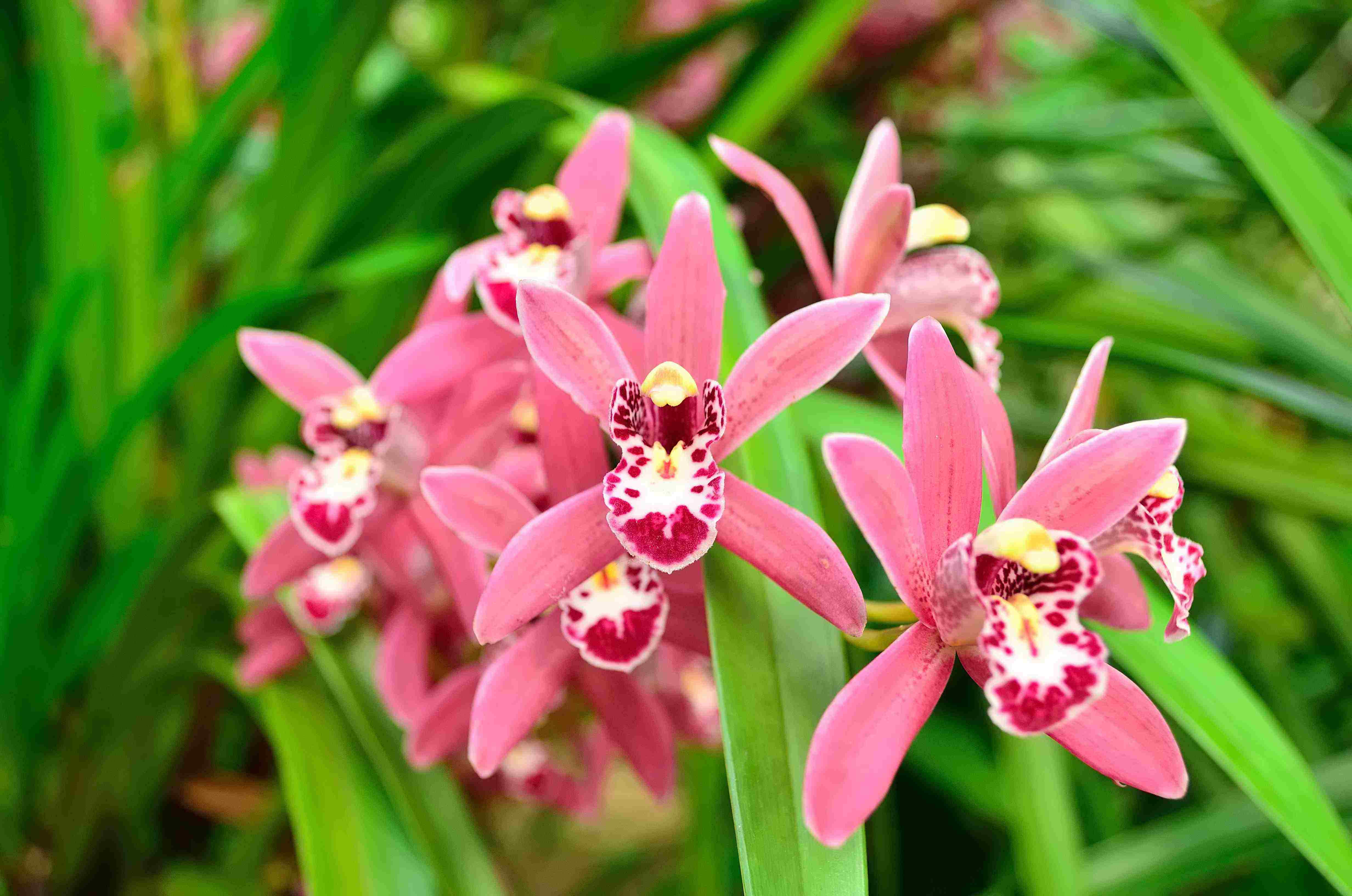 写兰花的诗句有哪些（兰花诗词集锦大全）