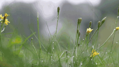 冬雨的诗句有哪些（冬雨的唯美句子分享）