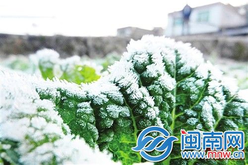 小雪诗句唯美（形容小雪的优美句子）