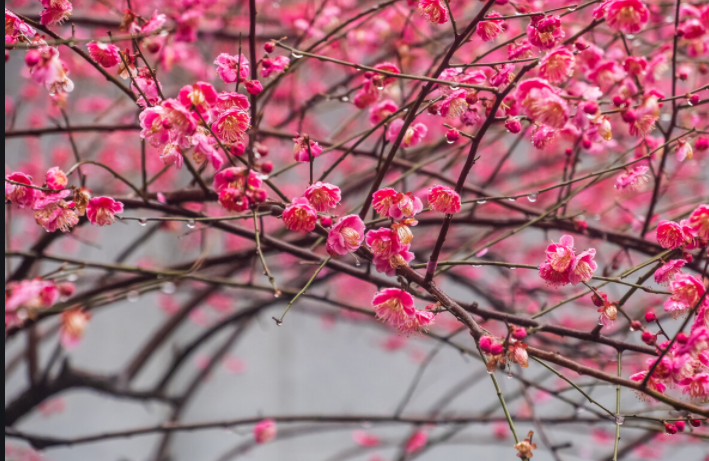描写雨景的片段200字（描写雨景的优美段落）