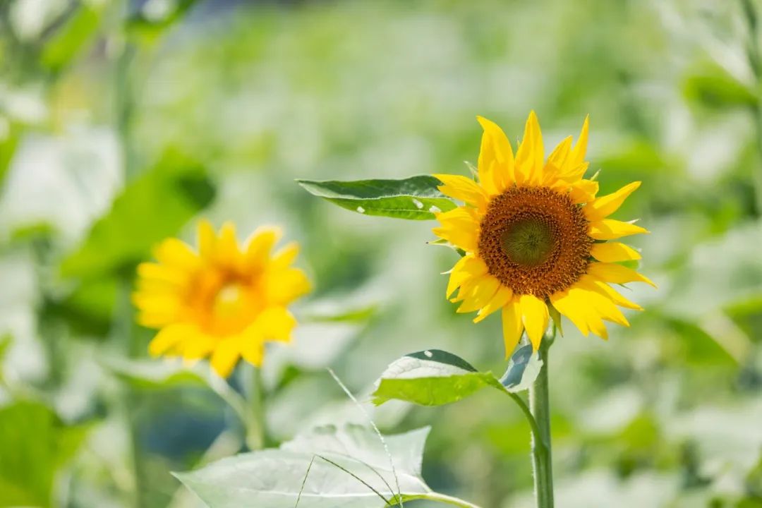 立夏诗词有哪些（关于立夏的诗句古诗）