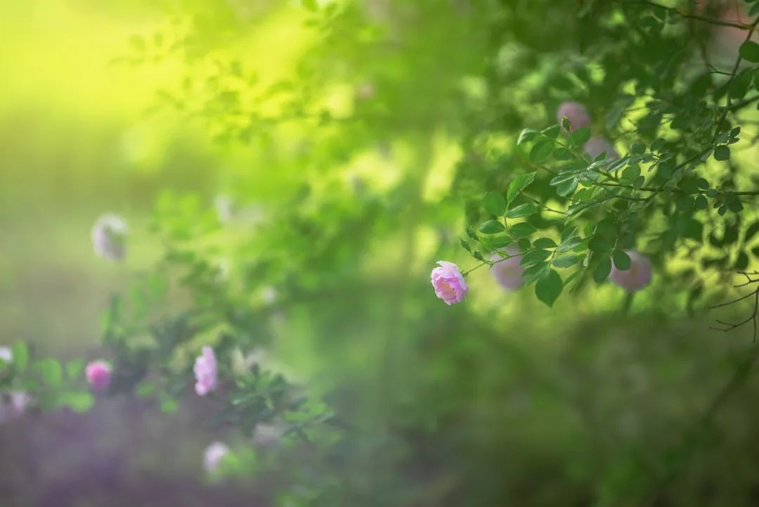 立夏诗词有哪些（关于立夏的诗句古诗）