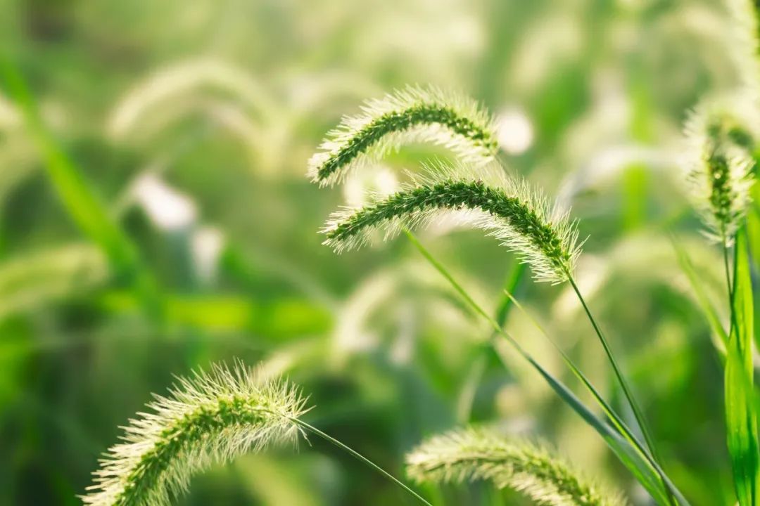 立夏诗词有哪些（关于立夏的诗句古诗）