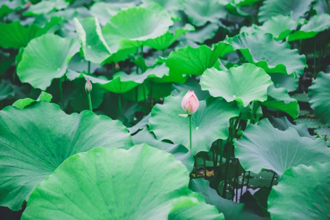 立夏诗词有哪些（关于立夏的诗句古诗）