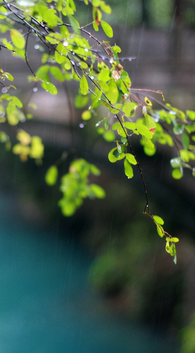 含有秋雨的诗句（有关描写秋雨的诗句分享）