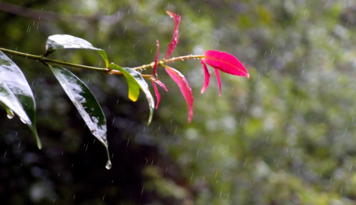 含有秋雨的诗句（有关描写秋雨的诗句分享）
