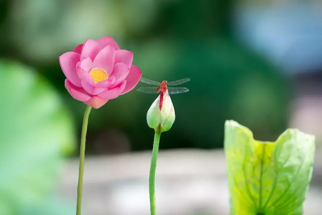 关于荷花诗句大全（咏荷花的经典诗词）
