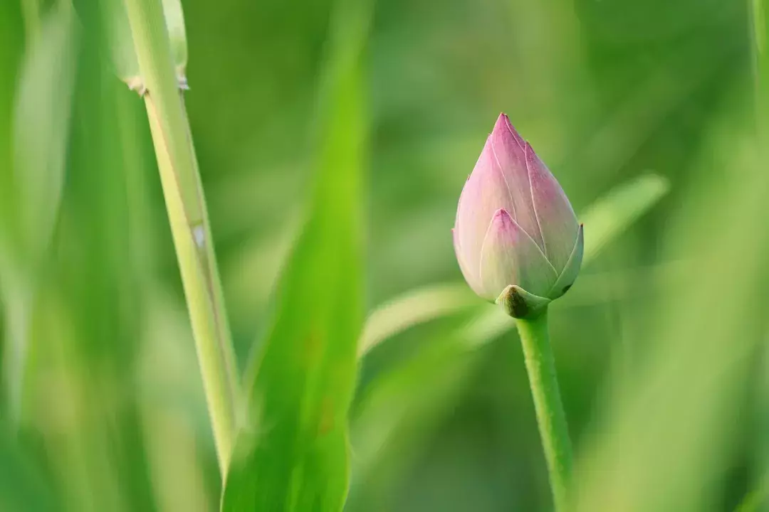 关于荷花诗句大全（咏荷花的经典诗词）