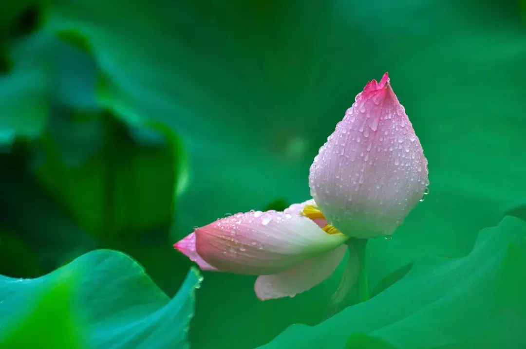 关于荷花诗句大全（咏荷花的经典诗词）