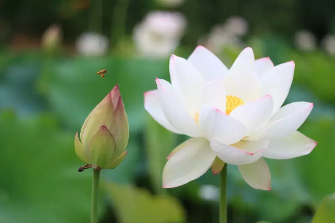 关于荷花诗句大全（咏荷花的经典诗词）