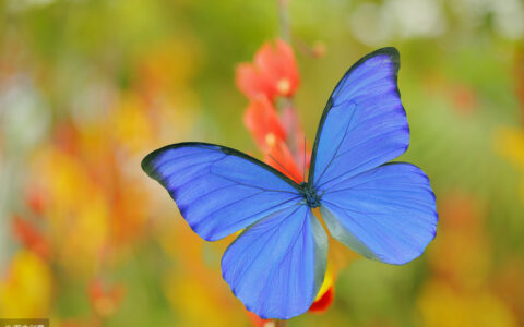 带花的诗句有哪些（含有花字的诗句100首）