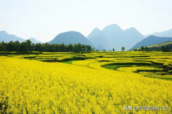 油菜花的诗句有哪些（赞美油菜花的诗句大全）
