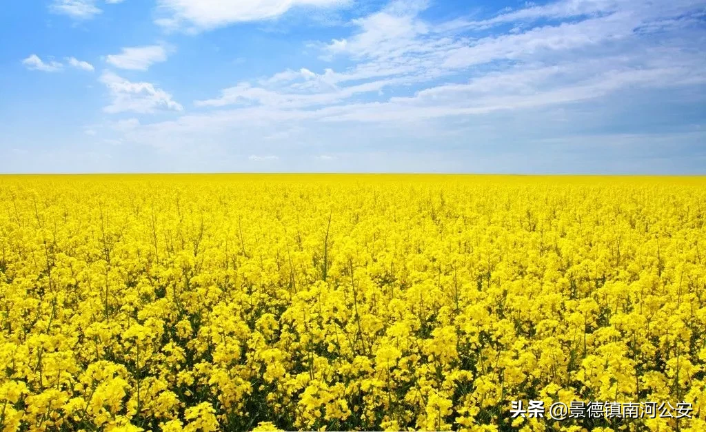 油菜花的诗句有哪些（赞美油菜花的诗句大全）