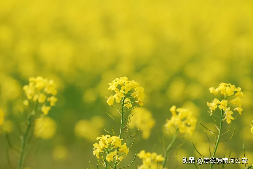 油菜花的诗句有哪些（赞美油菜花的诗句大全）
