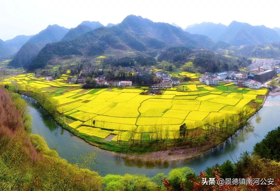 油菜花的诗句有哪些（赞美油菜花的诗句大全）
