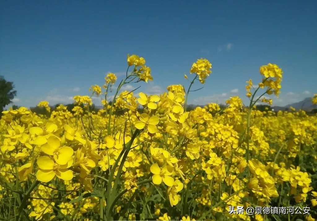 油菜花的诗句有哪些（赞美油菜花的诗句大全）