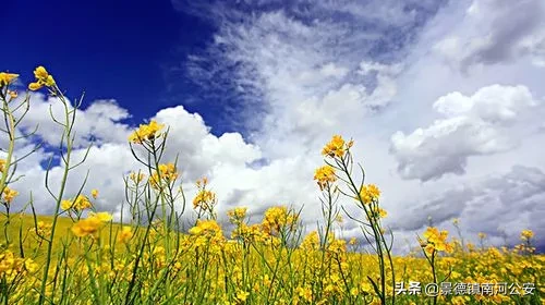 油菜花的诗句有哪些（赞美油菜花的诗句大全）