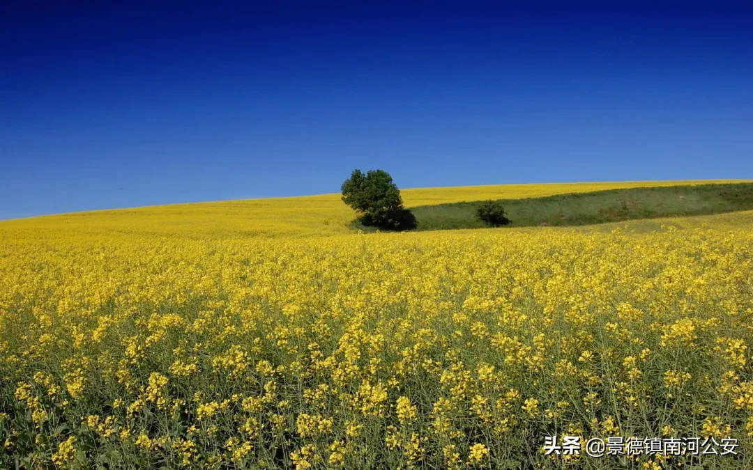 油菜花的诗句有哪些（赞美油菜花的诗句大全）