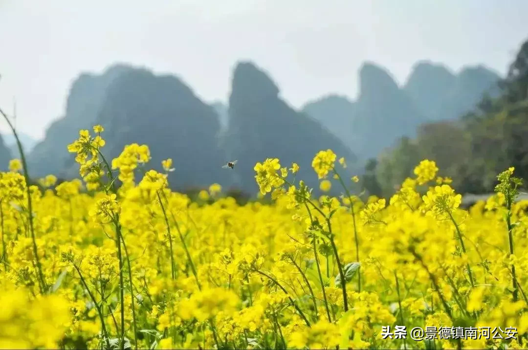 油菜花的诗句有哪些（赞美油菜花的诗句大全）