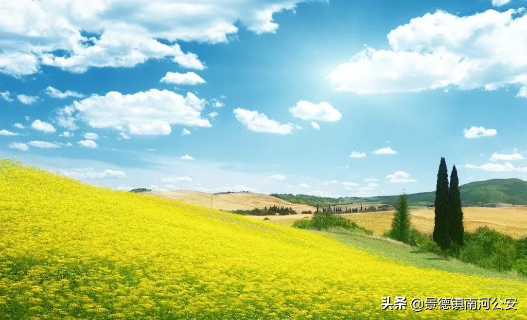 油菜花的诗句有哪些（赞美油菜花的诗句大全）
