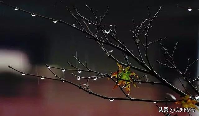 描写秋景的古诗词名句（赞美秋天的唯美句子）