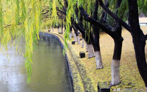 描写秋雨的句子摘抄（秋雨的句子简短唯美）