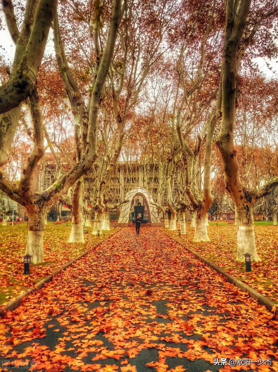 描写秋雨的句子摘抄（秋雨的句子简短唯美）