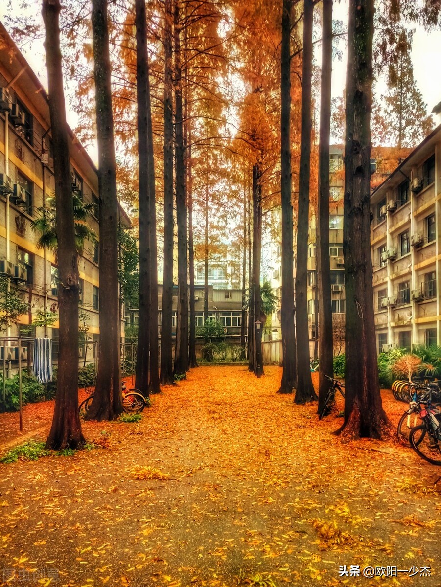 描写秋雨的句子摘抄（秋雨的句子简短唯美）