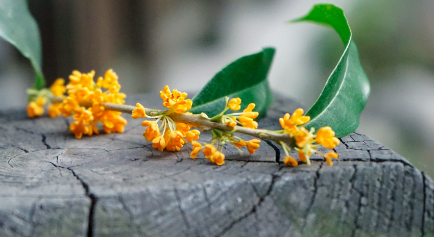 形容桂花香扑鼻的诗句有哪些（桂花飘香的诗句大全）