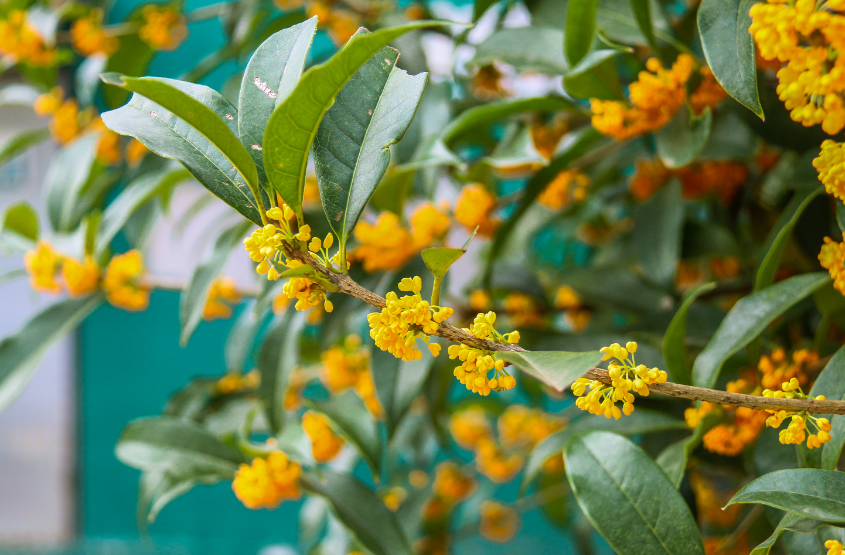 形容桂花香扑鼻的诗句有哪些（桂花飘香的诗句大全）